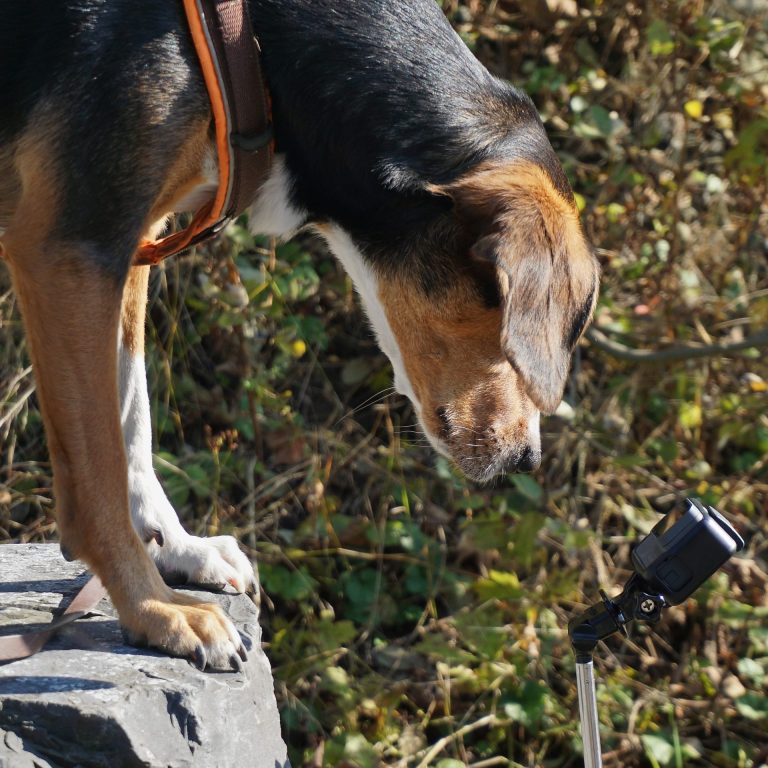 Eure Hundezeit - Verhaltensberatung und Einzeltraining Hundeschule Eure Hundezeit - Verhaltensberatung und Einzeltraining